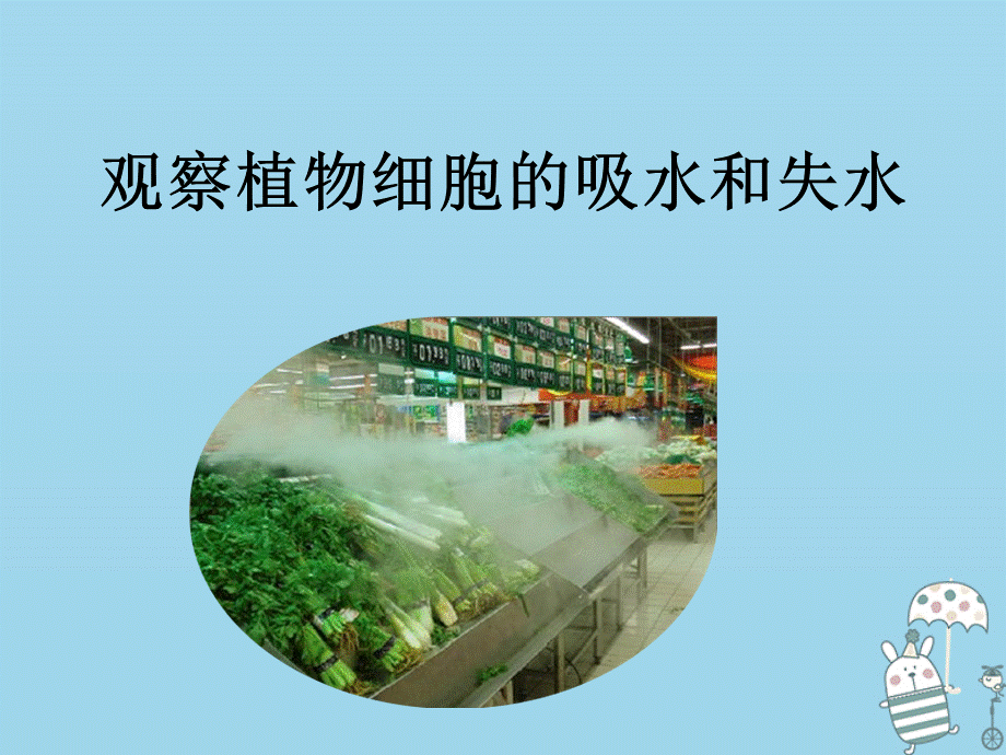 【最新】八年级生物上册 第三单元 第二章 第二节 根对水分的吸收 (1).ppt_第2页