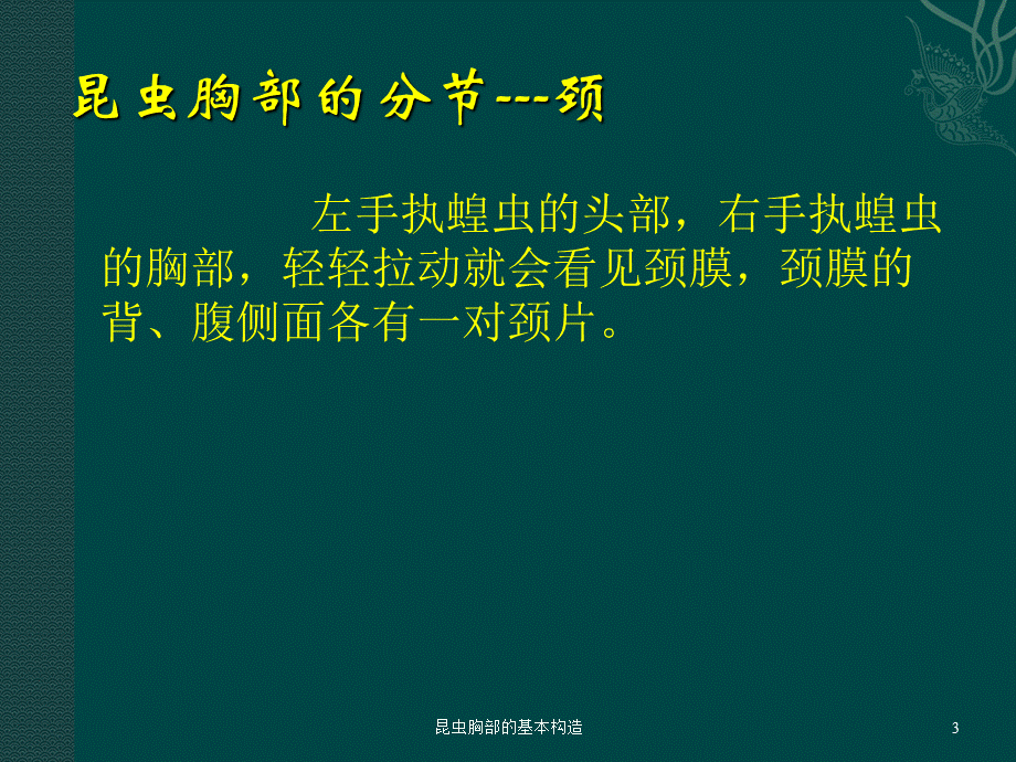 昆虫胸部的基本构造课件.ppt_第3页