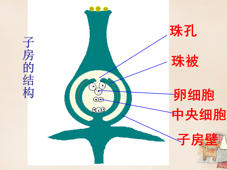 【最新】八年级生物上册 第四单元 第三节 果实和种子的形成 .ppt_第1页