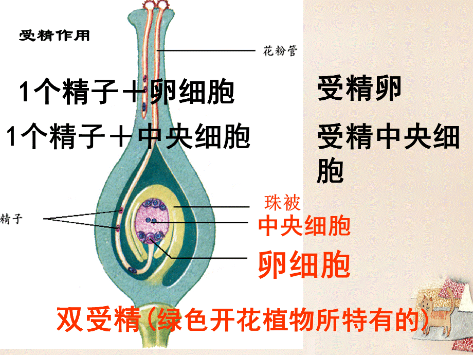 【最新】八年级生物上册 第四单元 第三节 果实和种子的形成 .ppt_第2页