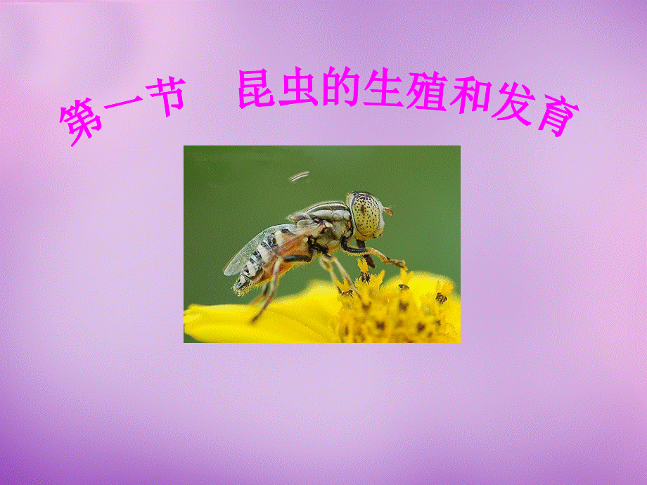 【最新】八年级生物上册 4.2.1 昆虫的生殖和发育课件.ppt_第1页