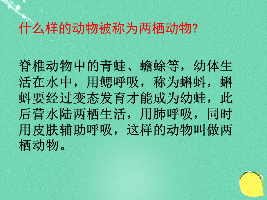 【最新】八年级生物下册 第七单元 第一章 第三节 两栖动物的生殖和发育 .ppt_第2页