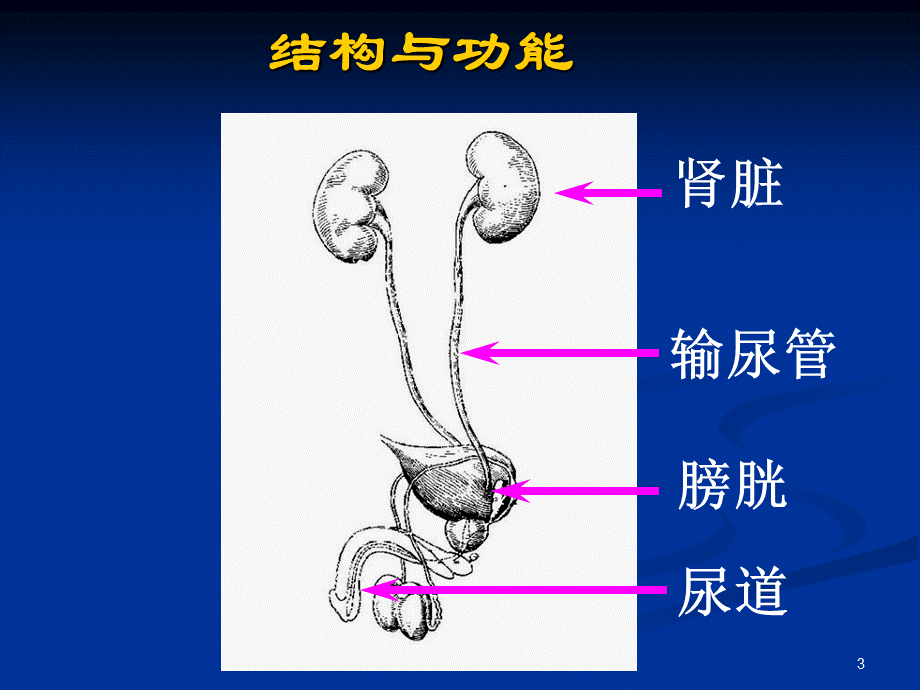 泌尿系统疾病肾小球肾炎课件.ppt_第3页