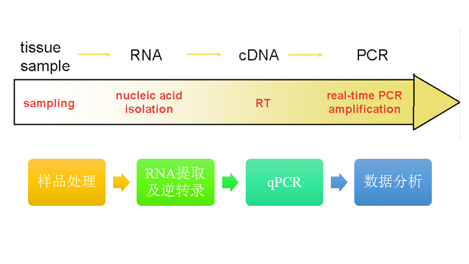 实时荧光定量pcr原理及引物设计.pptx_第3页