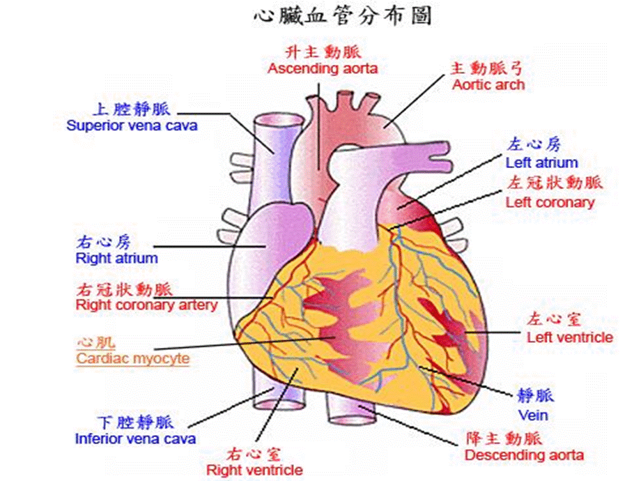 《心肌梗死护理查房》演示PPT.ppt_第2页