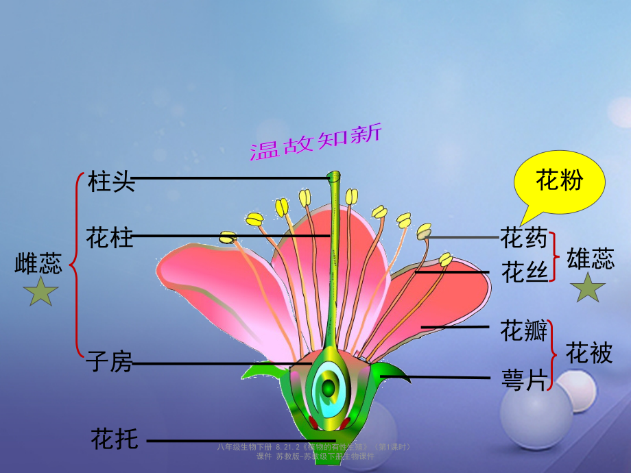 【最新】八年级生物下册 8.21.2《植物的有性生殖》（第1课时）课件 苏教版-苏教级下册生物课件.ppt_第2页