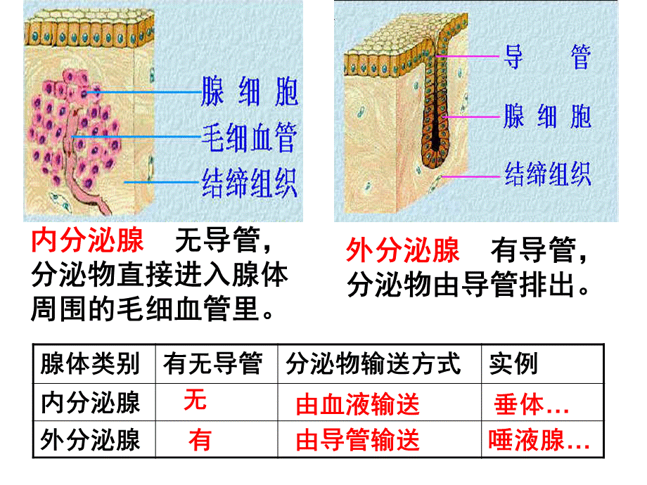 七下激素调节.ppt_第3页