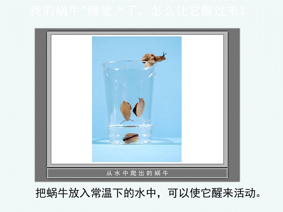 《蜗牛（二）》教学课件.ppt_第3页