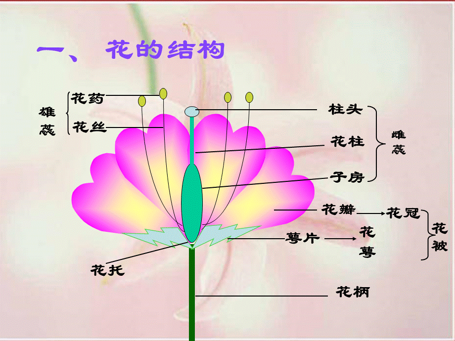 【最新】八年级生物下册 第4章 生物的类群 4.1 植物-花的结构和植物的繁殖.ppt_第2页