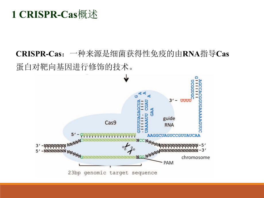 CRISPR-Cas9系统原理应用及发展.ppt_第3页