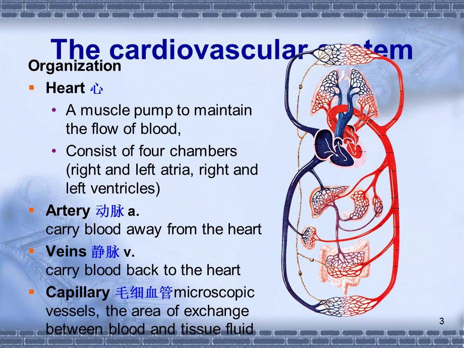 《心脏血管系统》演示PPT.ppt_第3页