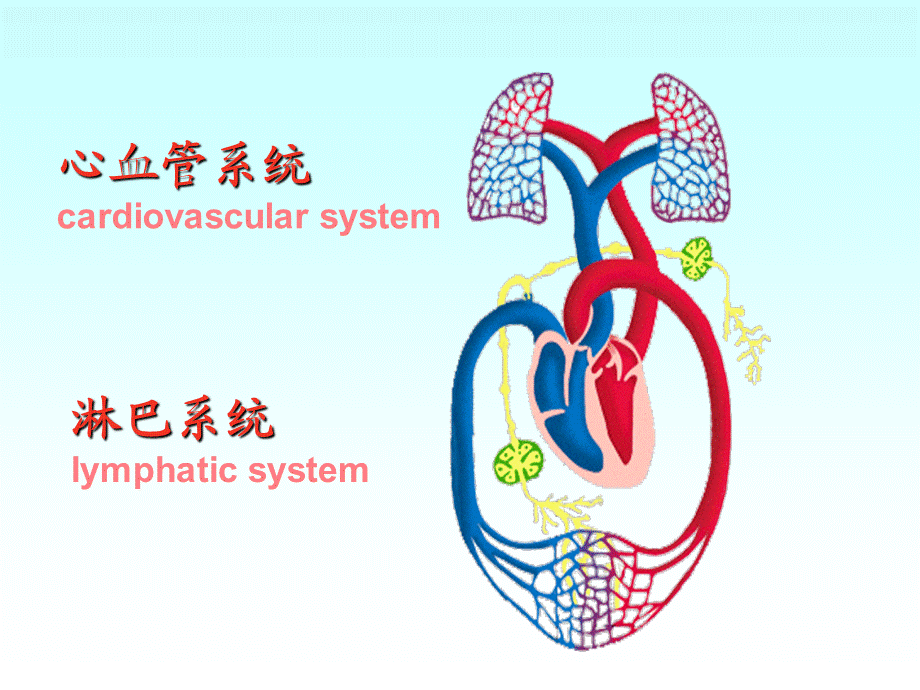 毕解剖脉管学-心血管系统-心脏课件.ppt_第3页