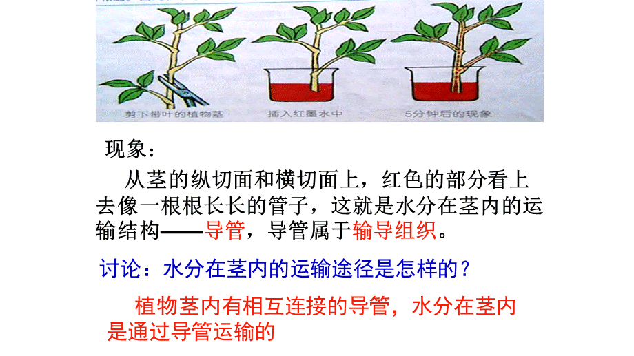 绿色植物与生物圈的水循环.pptx_第3页