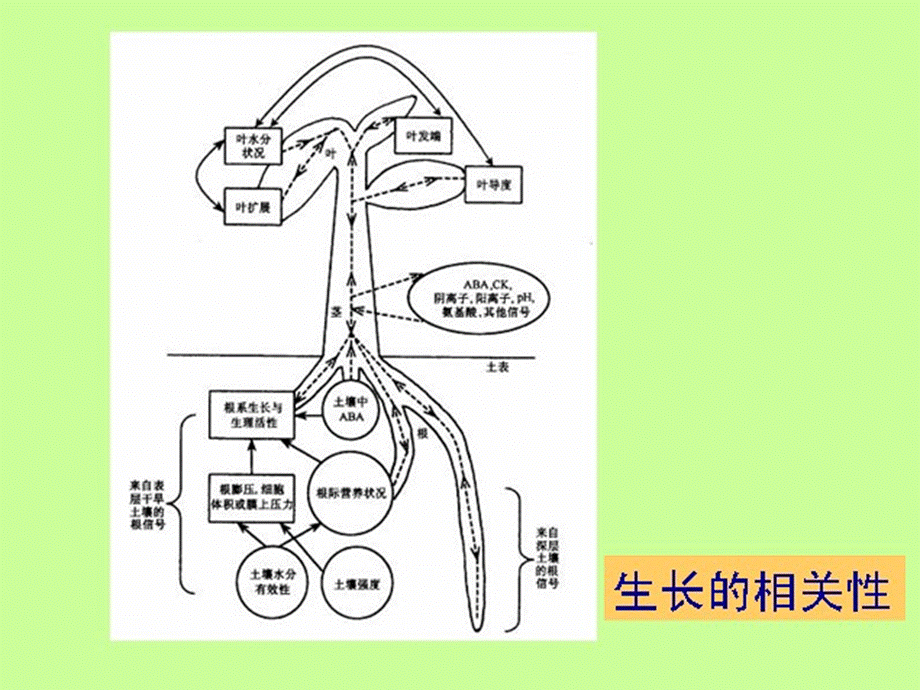 第一章--园艺植物的生长发育(第六节-园艺植物生长相关性).ppt_第2页