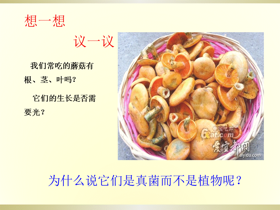 真菌课件.ppt_第2页