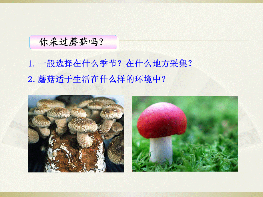 真菌课件.ppt_第3页