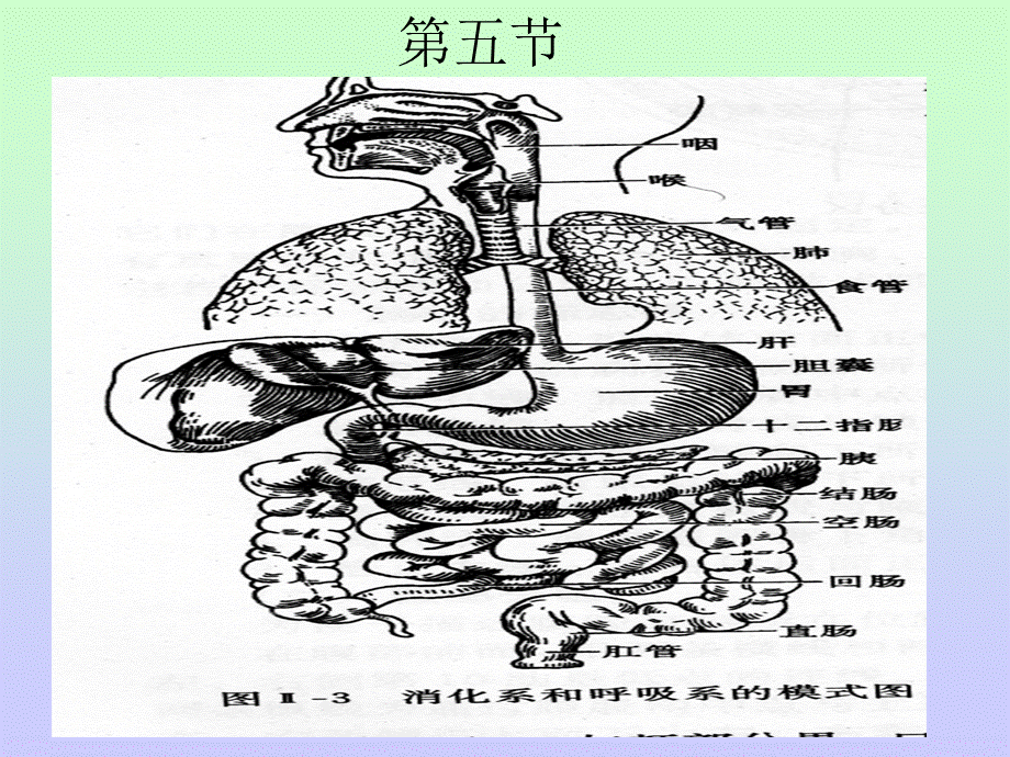 《慢性胃炎,溃疡病》演示PPT.ppt_第1页