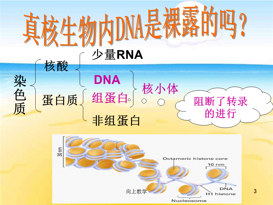 染色质结构与基因转录[竹菊书苑].ppt_第3页