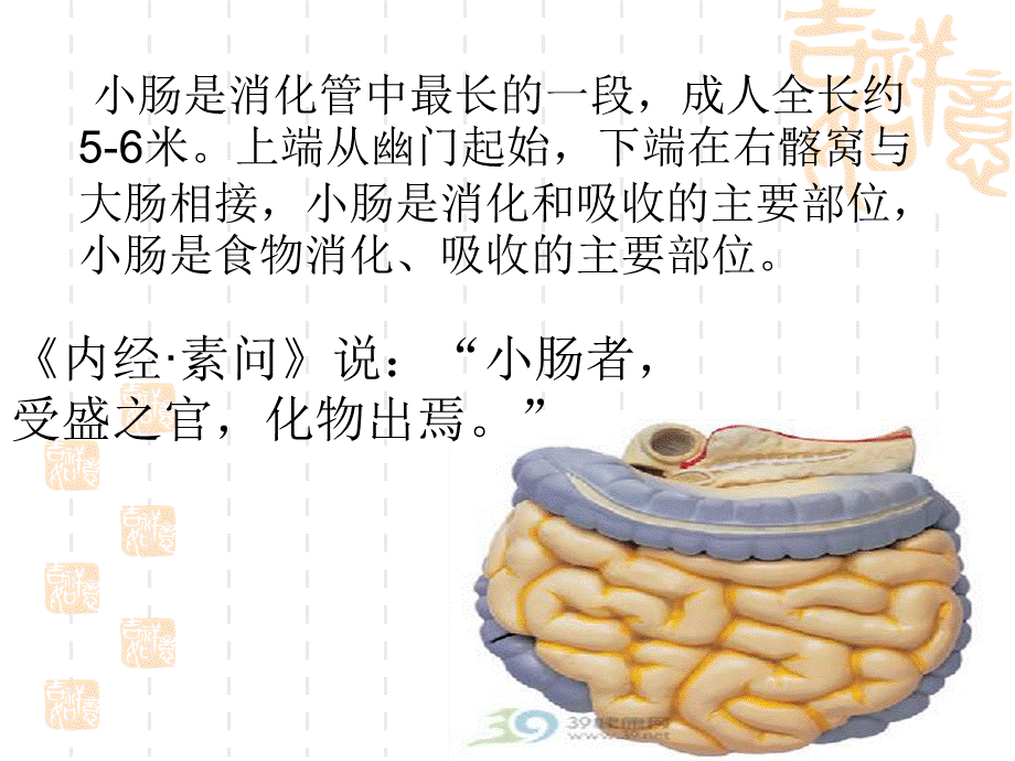 《手太阳小肠经》精选演示PPT.ppt_第2页