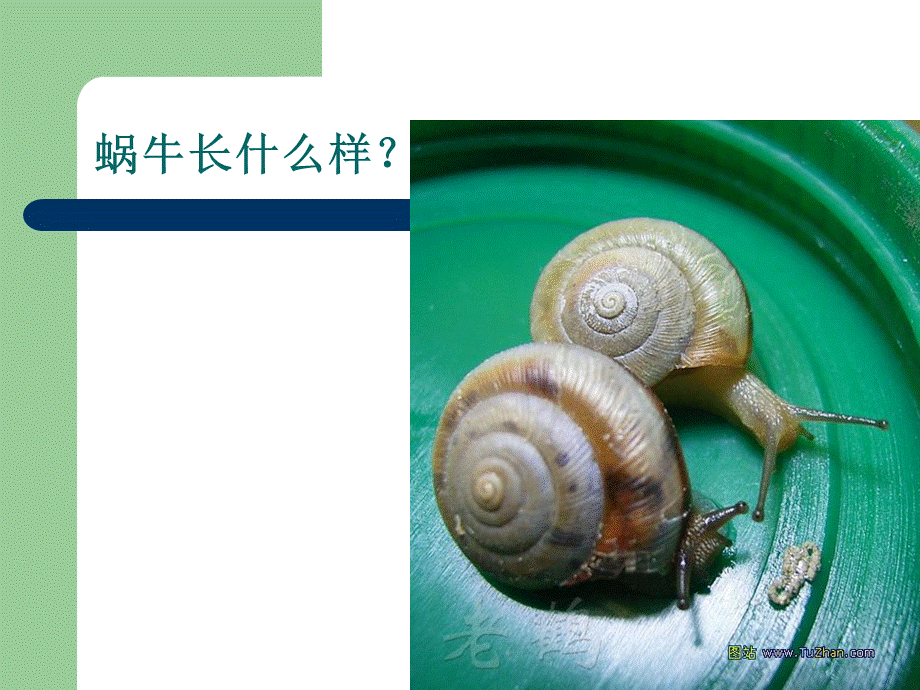 蜗牛的特征.ppt_第2页