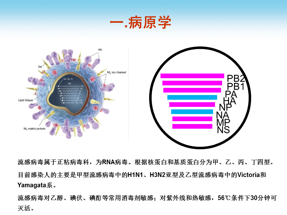 流行性感冒诊疗方案及流程.pptx_第3页