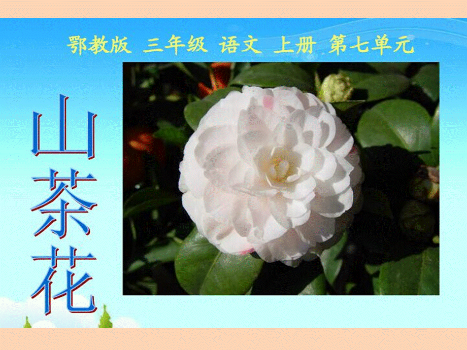 山茶花 (2).pptx_第1页