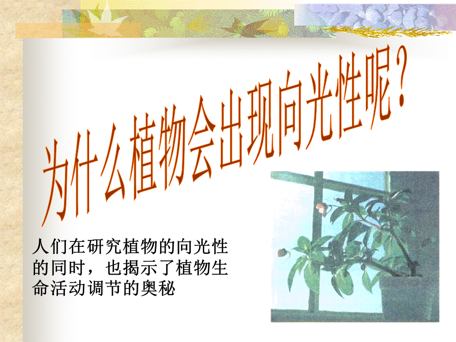 课件植物激素调节(2016年).ppt_第2页