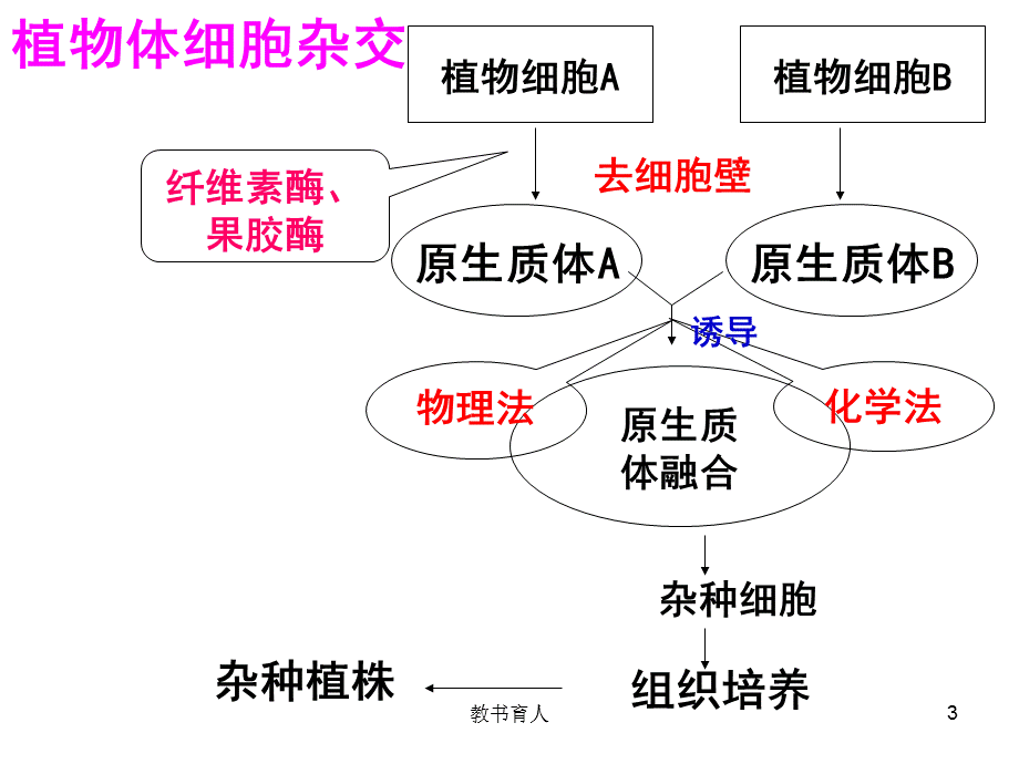 动物细胞融合和单克隆抗体(用)[教育知识].ppt_第3页