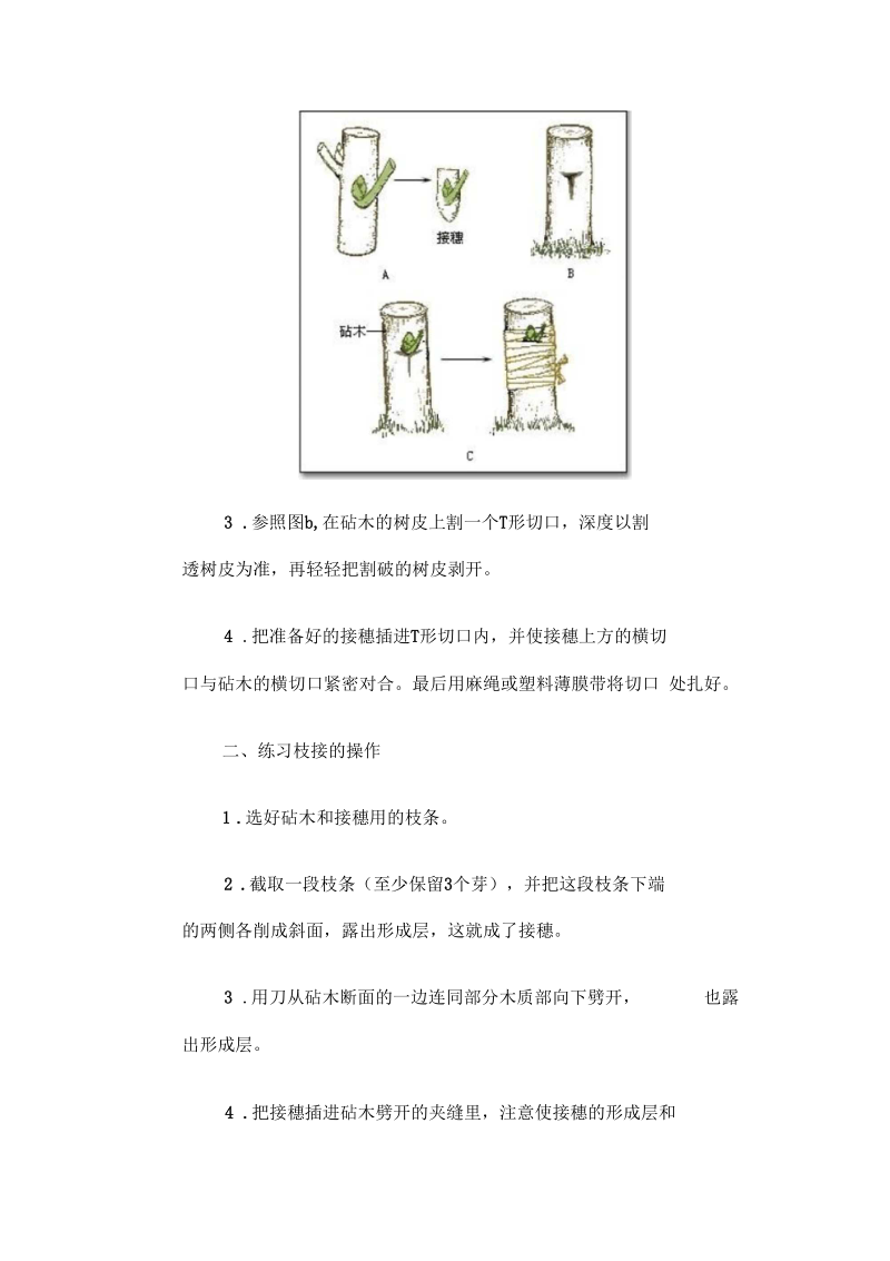 植物嫁接方法的操作.docx_第2页