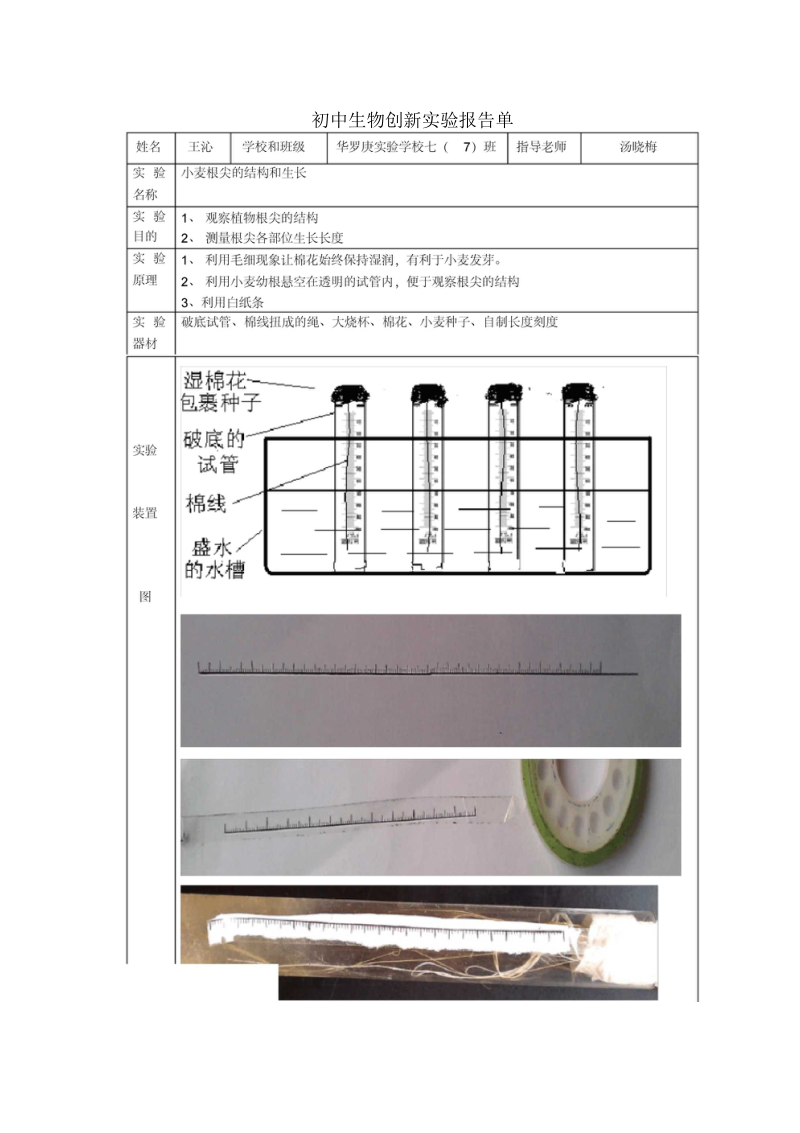 创新实验：小麦根尖的结构和生长.docx_第2页