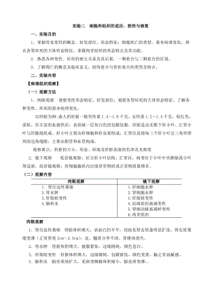 疾病学基础 实验二 组织损伤修复.pdf