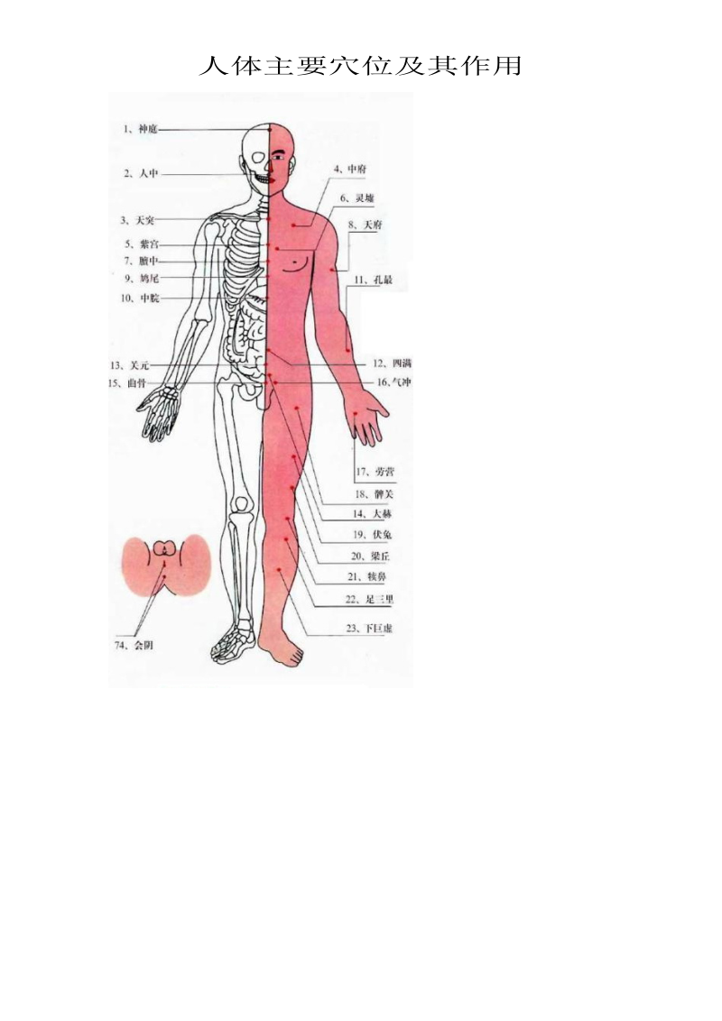 仲氏堂人体穴位及其作用.doc_第1页