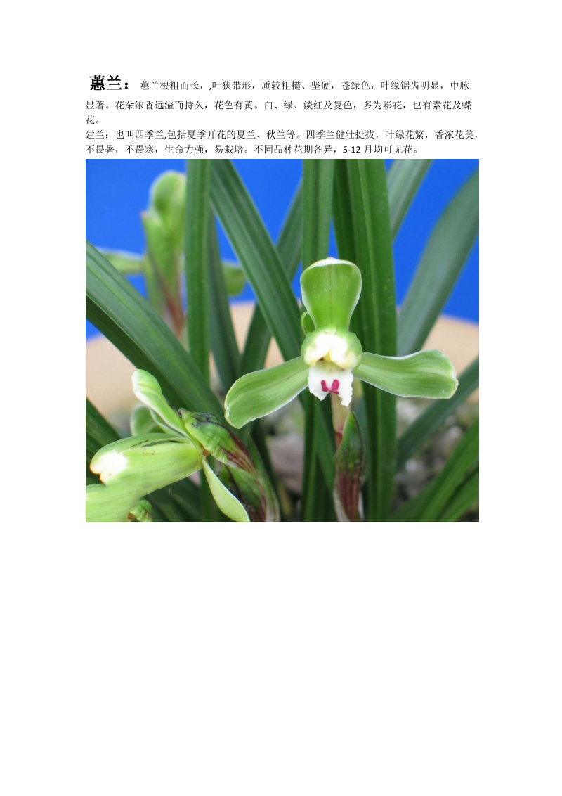 几种名贵兰花品种.docx_第2页