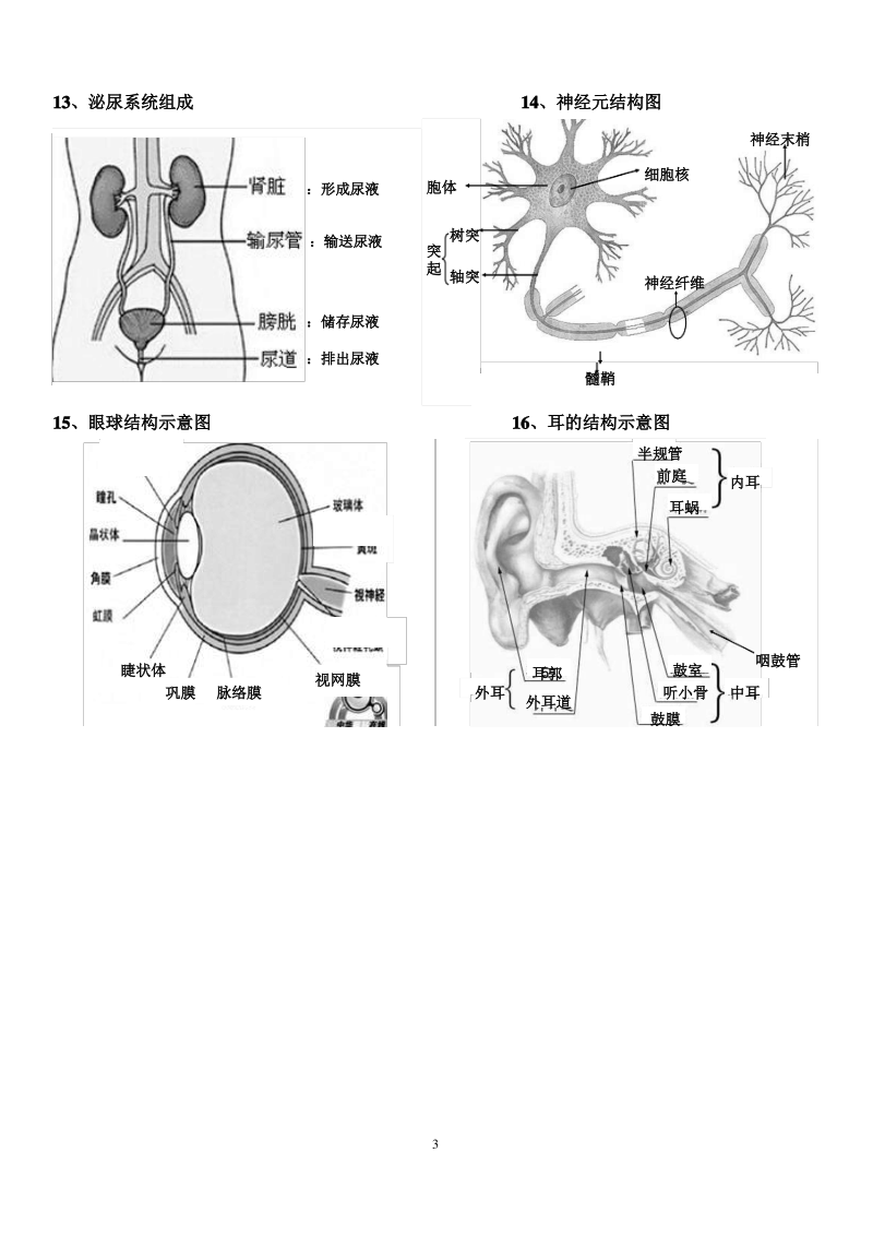 济南版初中生物七年级下册必背图形汇总(最全、最细、最实用、适合打印).pdf_第3页