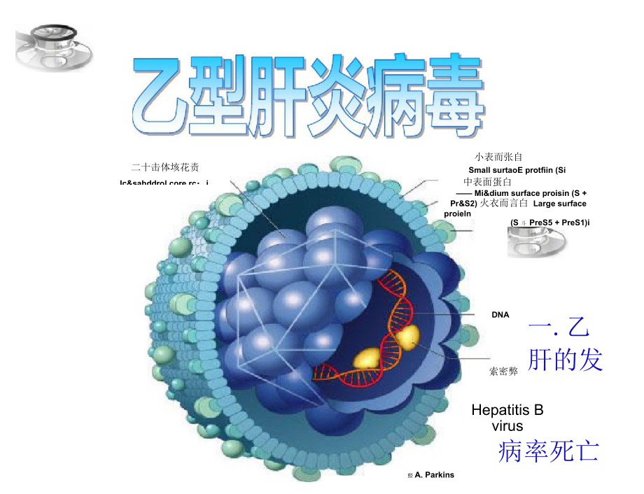 乙型肝炎病毒新版本.docx_第2页