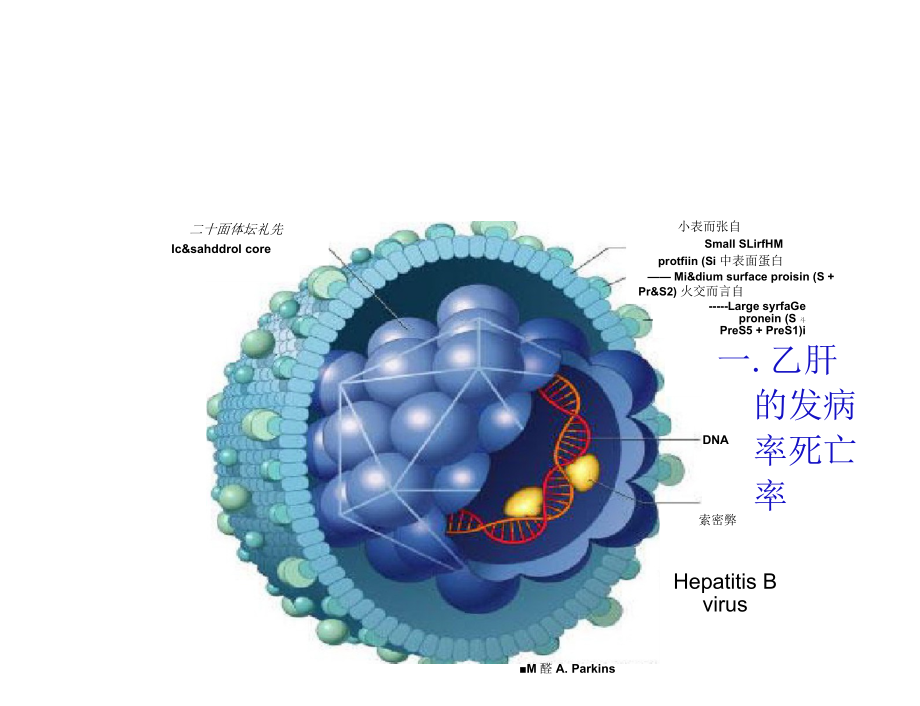 乙型肝炎病毒版.docx_第1页