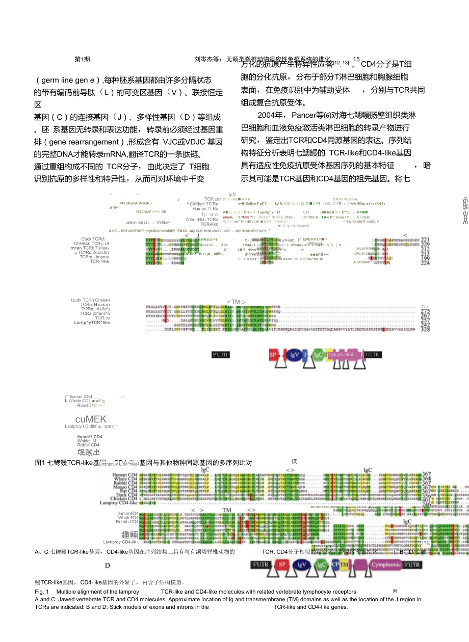 无颌类脊椎动物适应性免疫系统的进化.doc_第3页