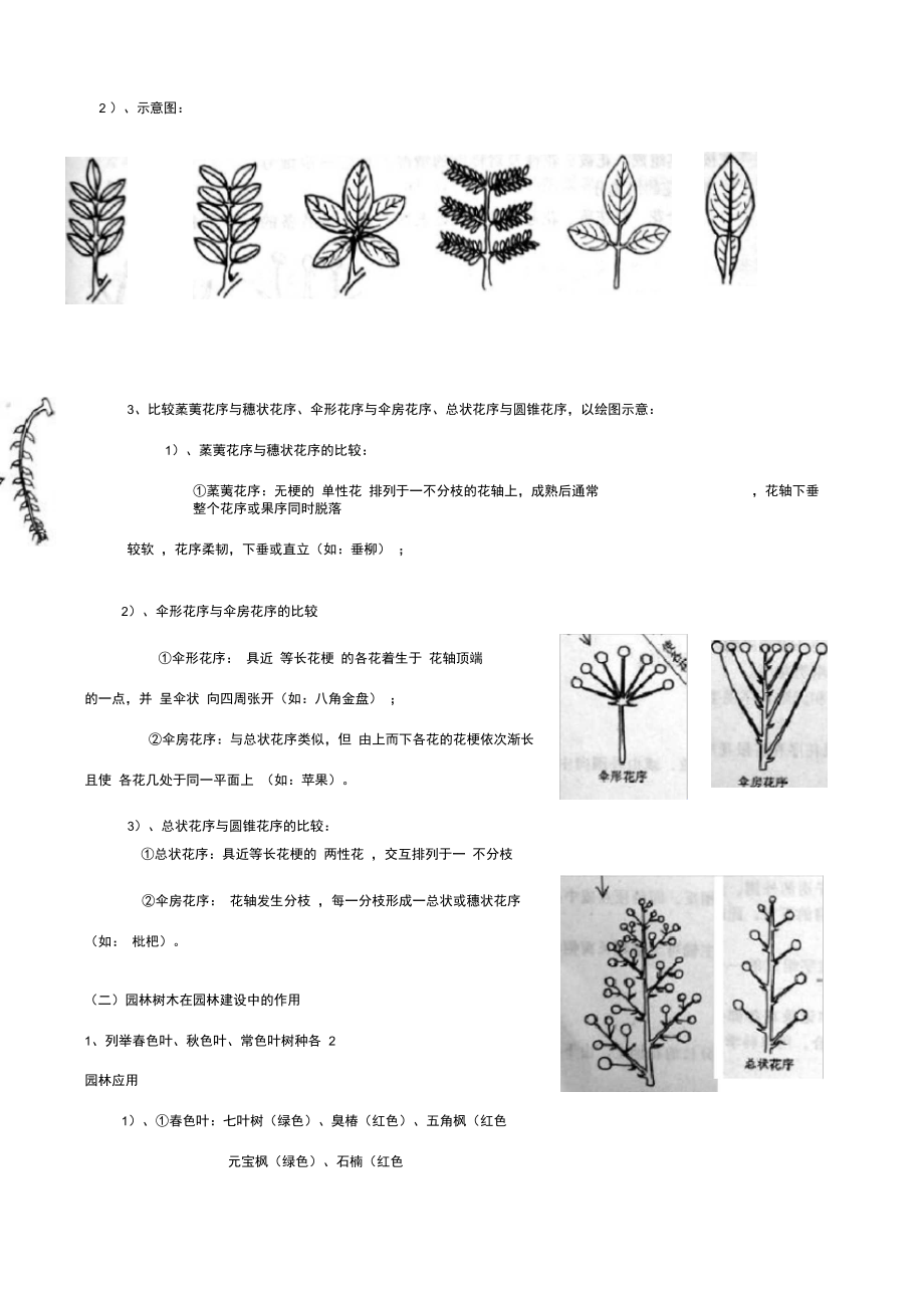 树木学知识整理.doc_第2页