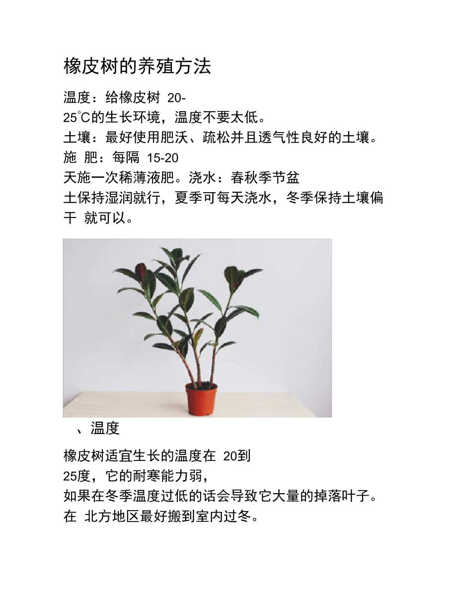 橡皮树的养殖方法.doc_第1页