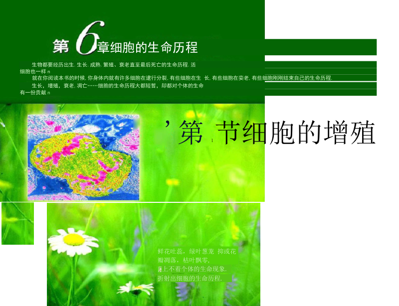 人教版教学高中生物必修一细胞增殖.docx_第1页