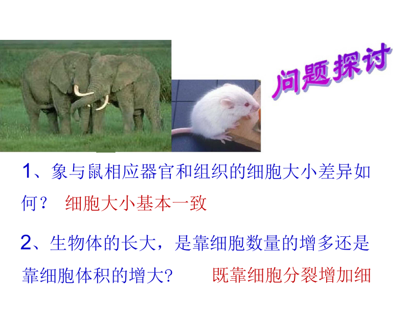 人教版教学高中生物必修一细胞增殖.docx_第2页