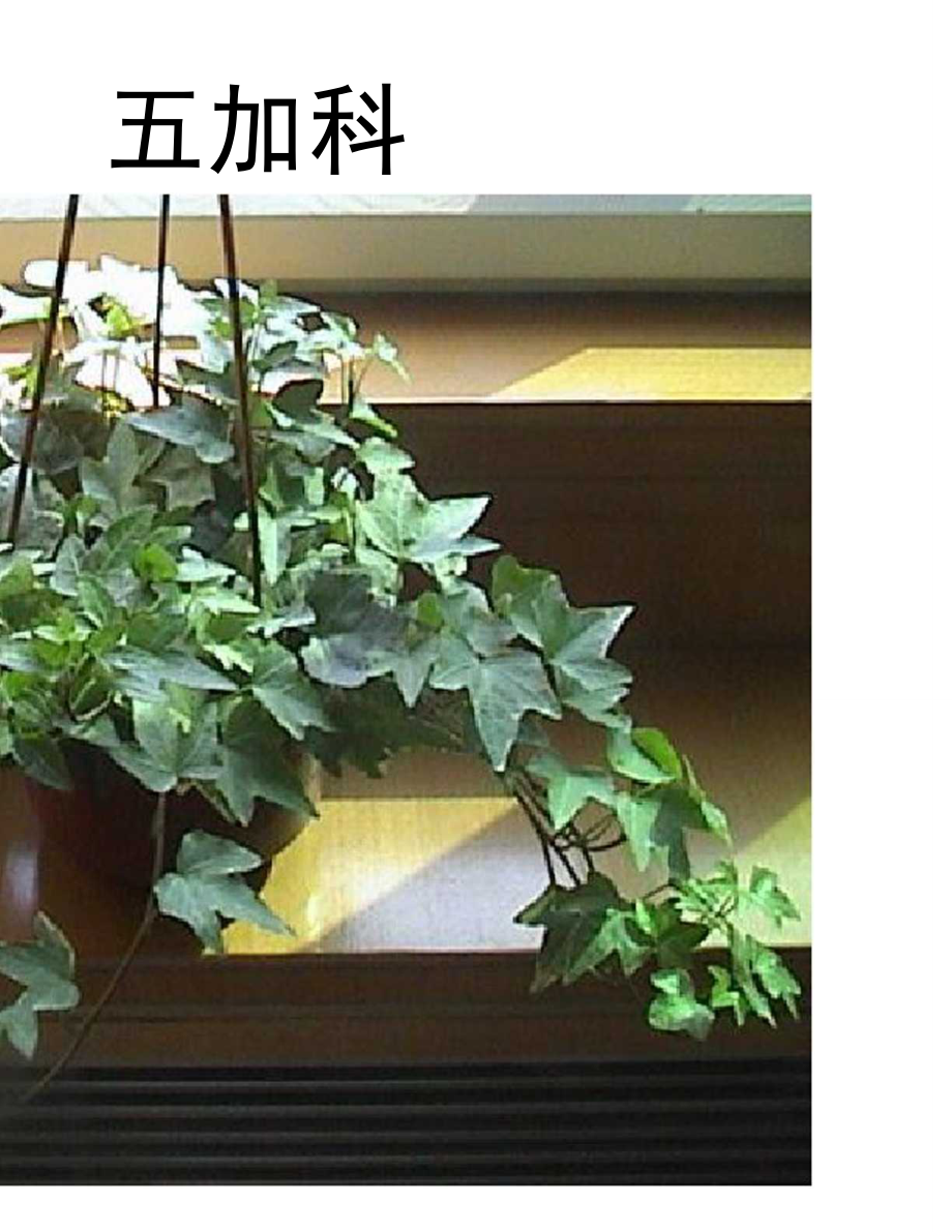 室内观赏植物租摆与养护04观叶植物之.doc_第3页