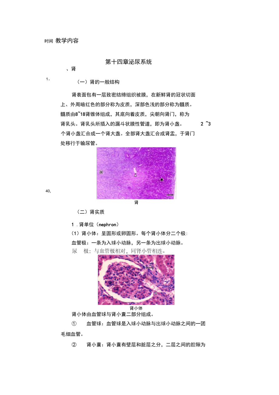组织胚胎学之泌尿系统.doc_第2页