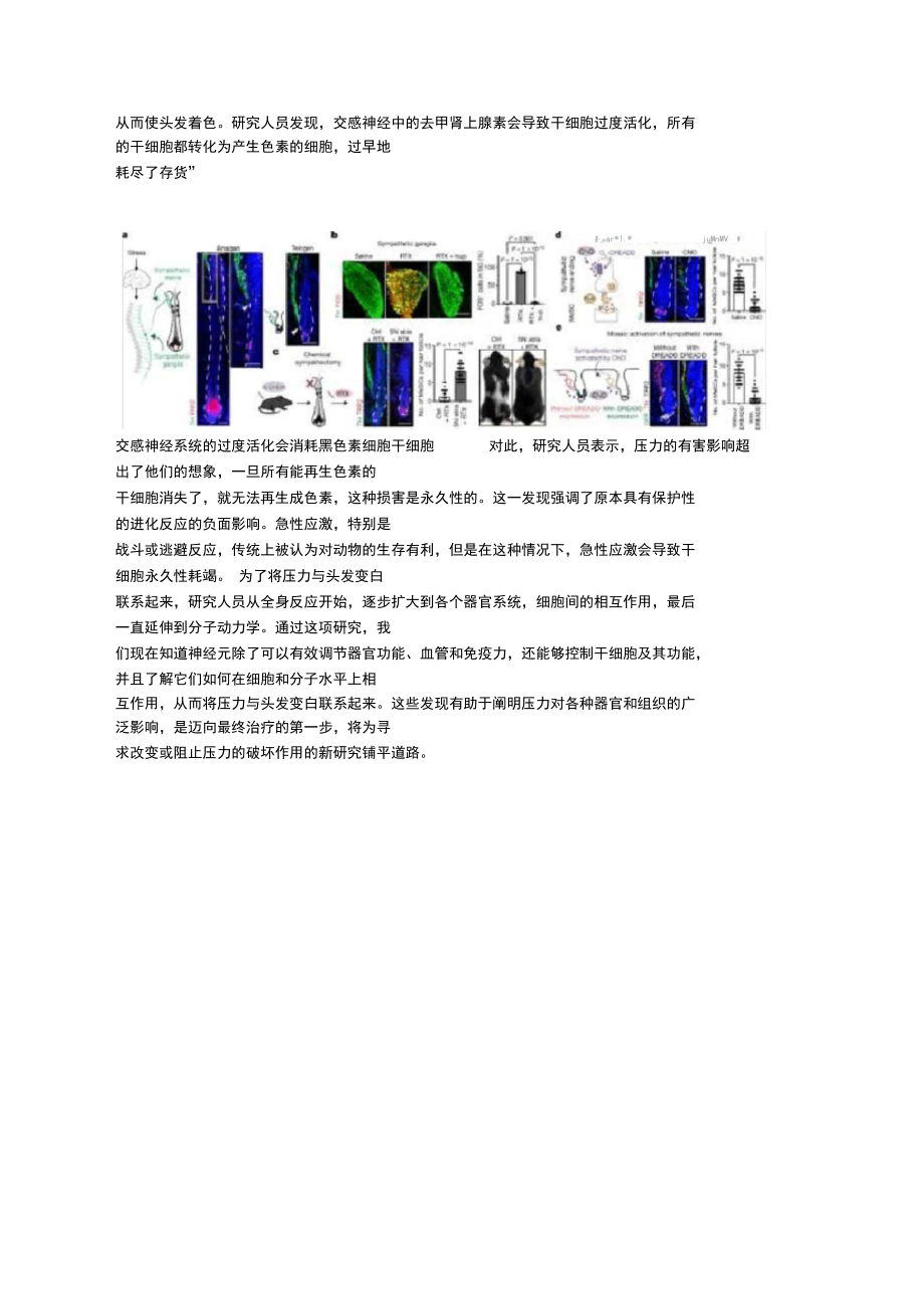 Nature最新研究结果：压力如何导致白发？.docx_第3页