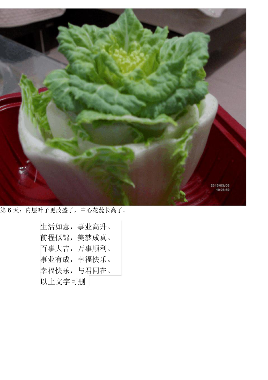 白菜花培育实验全新.doc_第2页