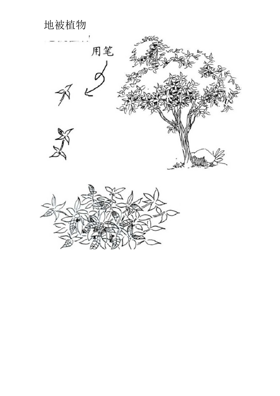 植物配置效果图手绘画法.docx_第3页