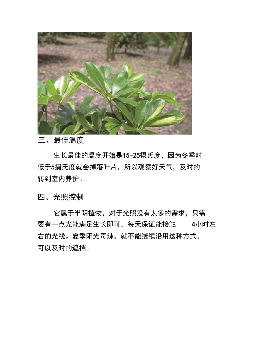 花叶鹅掌柴的养殖方法.doc_第3页