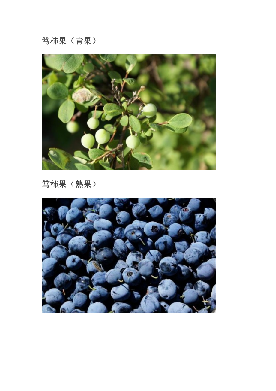 大兴安岭常见植物.docx_第1页