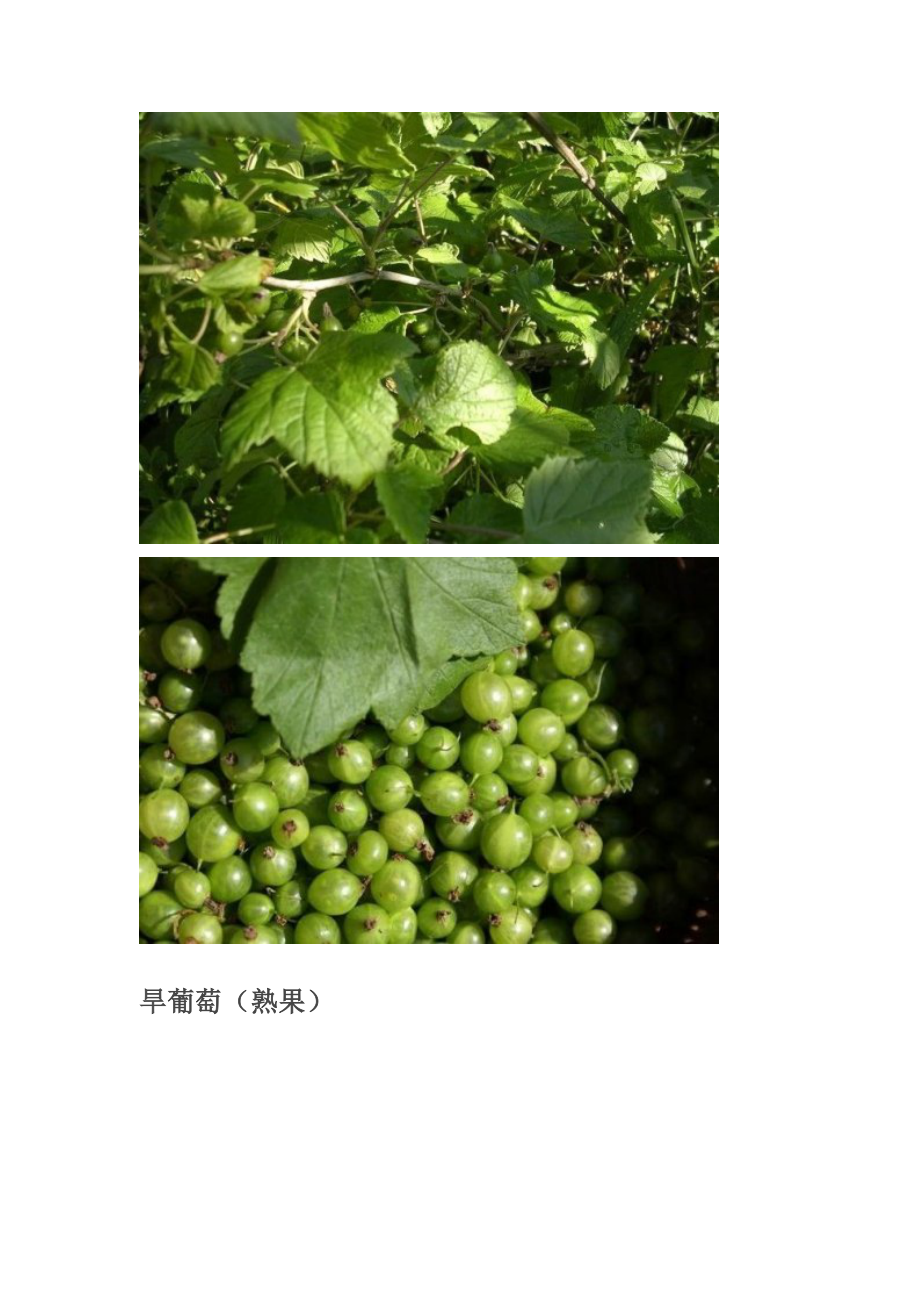 大兴安岭常见植物.docx_第3页