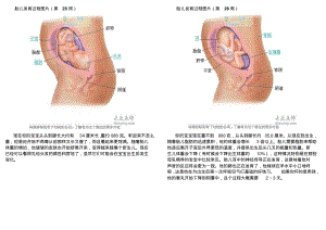 准妈妈第七月.pdf